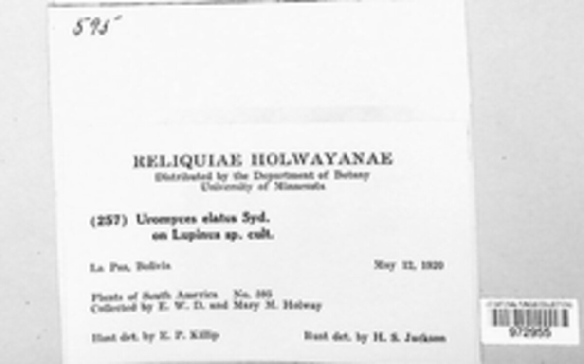 Maravalia elata image